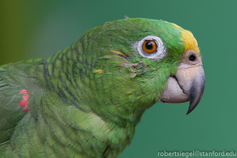 green parrot